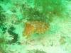 130 - Dive4-1 Wanilu