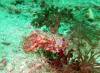 139 - Dive4-1 Wanilu