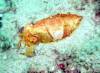 143 - Dive4-1 Wanilu