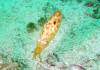 144 - Dive4-1 Wanilu