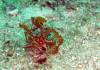 147 - Dive4-1 Wanilu