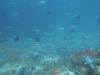 105 - Dive5-2 Cannibal Rock