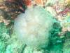 109 - Dive5-2 Cannibal Rock