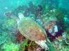 111 - Dive5-2 Cannibal Rock