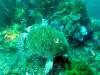 112 - Dive5-2 Cannibal Rock