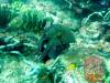 115 - Dive5-2 Cannibal Rock