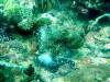 117 - Dive5-2 Cannibal Rock