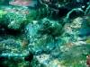 118 - Dive5-2 Cannibal Rock