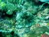 119 - Dive5-2 Cannibal Rock