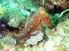 121 - Dive5-2 Cannibal Rock