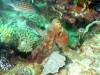 122 - Dive5-2 Cannibal Rock