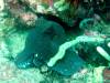 123 - Dive5-2 Cannibal Rock