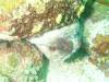 125 - Dive5-2 Cannibal Rock
