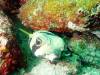 126 - Dive5-2 Cannibal Rock