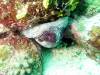 129 - Dive5-2 Cannibal Rock