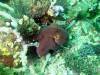 131 - Dive5-2 Cannibal Rock
