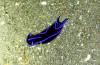 102 - Dive5-4N Torpedo Alley