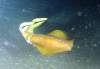 112 - Dive5-4N Torpedo Alley