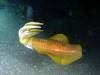113 - Dive5-4N Torpedo Alley