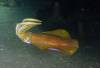 114 - Dive5-4N Torpedo Alley