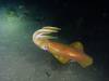 115 - Dive5-4N Torpedo Alley