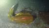 116 - Dive5-4N Torpedo Alley