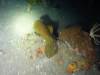 117 - Dive5-4N Torpedo Alley