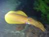 118 - Dive5-4N Torpedo Alley
