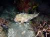 119 - Dive5-4N Torpedo Alley
