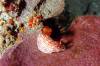 122 - Dive5-4N Torpedo Alley