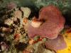 123 - Dive5-4N Torpedo Alley