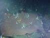 130 - Dive5-4N Torpedo Alley