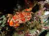 143 - Dive5-4N Torpedo Alley