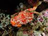 144 - Dive5-4N Torpedo Alley