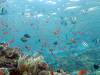 151 - Dive6-3 Batu Bolone