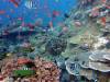 154 - Dive6-3 Batu Bolone