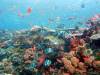 156 - Dive6-3 Batu Bolone
