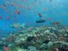 157 - Dive6-3 Batu Bolone