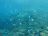 162 - Dive6-3 Batu Bolone