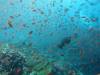 163 - Dive6-3 Batu Bolone