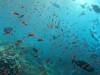 164 - Dive6-3 Batu Bolone