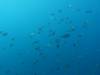 165 - Dive6-3 Batu Bolone