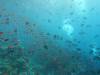 167 - Dive6-3 Batu Bolone
