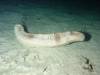 101 - Dive6-4 Gili Lawa Darat