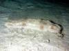 102 - Dive6-4 Gili Lawa Darat