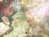 107 - Dive6-4 Gili Lawa Darat