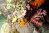 108 - Dive6-4 Gili Lawa Darat