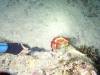 116 - Dive6-4 Gili Lawa Darat