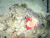 117 - Dive6-4 Gili Lawa Darat