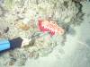 118 - Dive6-4 Gili Lawa Darat